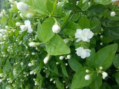 如何养茉莉花盆栽