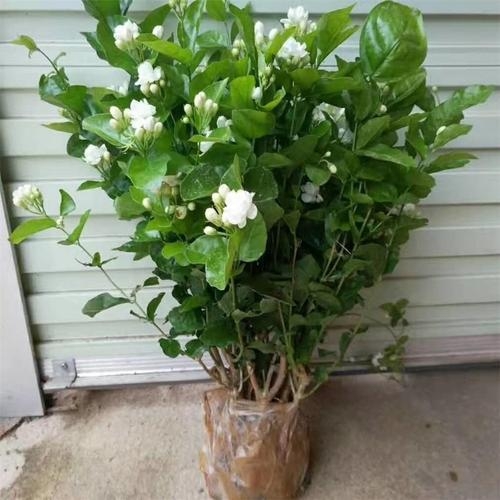 如何养茉莉花盆栽