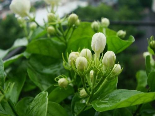 如何养茉莉花盆栽