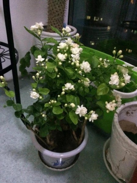 如何养茉莉花盆栽