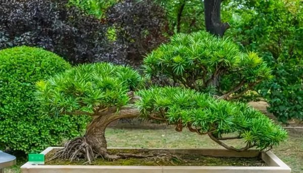 米叶罗汉松盆景怎么养