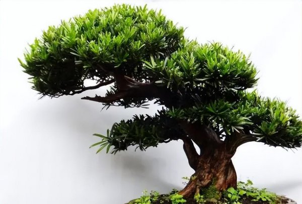 米叶罗汉松盆景怎么养