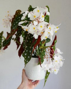 家里必养的盆栽有哪些 盘点六种适合家养的绿植