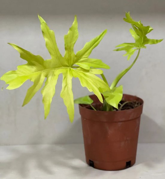 家里必养的盆栽有哪些