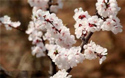 春天有哪些花开放 春天最具代表性的花