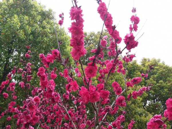 樱花的花语代表什么