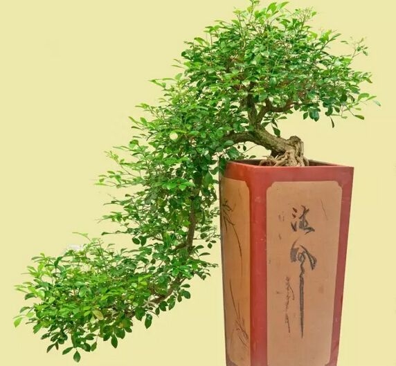 九里香盆景怎么养
