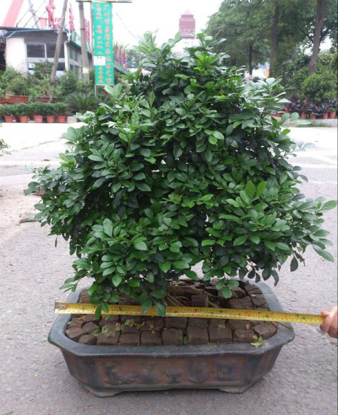 九里香盆景怎么养