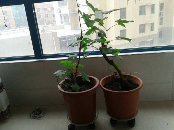 盆栽葡萄怎么养
