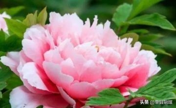 牡丹花的花语是什么