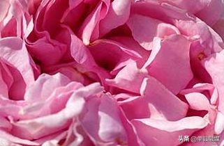 牡丹花的花语是什么