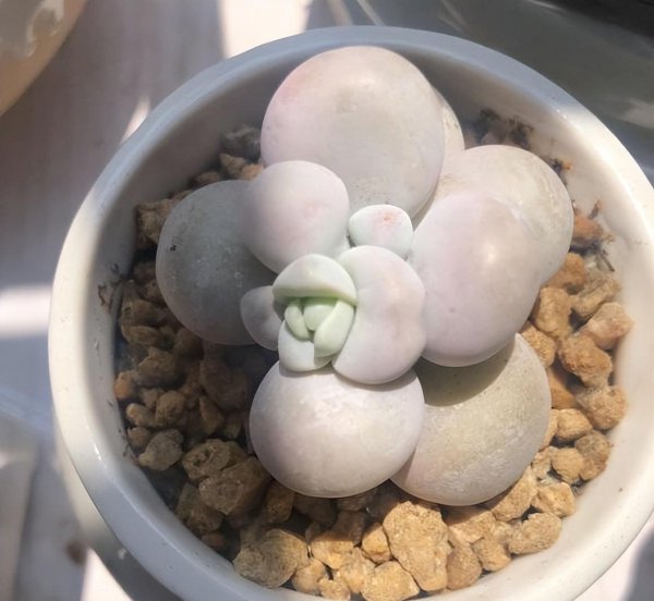养多肉用什么土最好