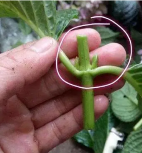 绣球花怎么养殖 盆栽绣球花的养殖方法和注意事项