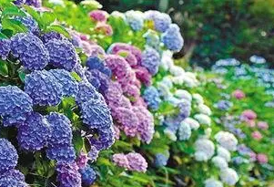 绣球花怎么养殖