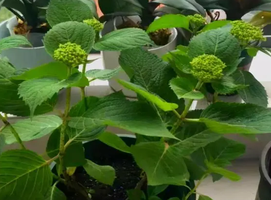 绣球花怎么养殖