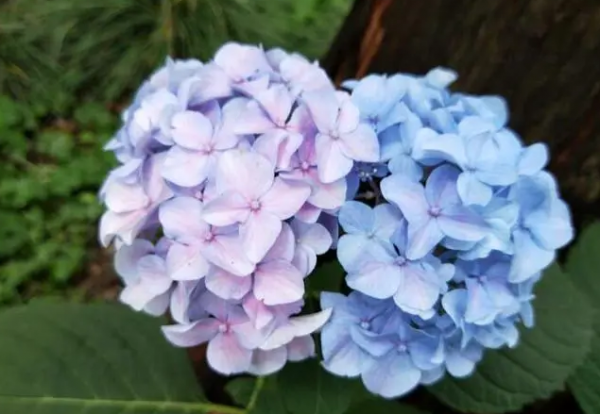 绣球花怎么养殖
