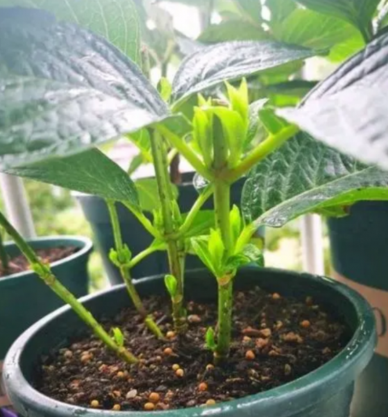 绣球花怎么养殖