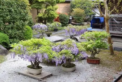 紫藤花什么时候种植 紫藤花盆栽种植方法