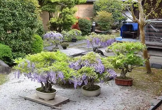紫藤花什么时候种植