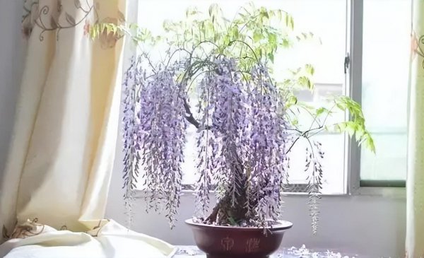 紫藤花什么时候种植