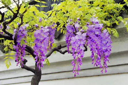 紫藤花什么时候种植
