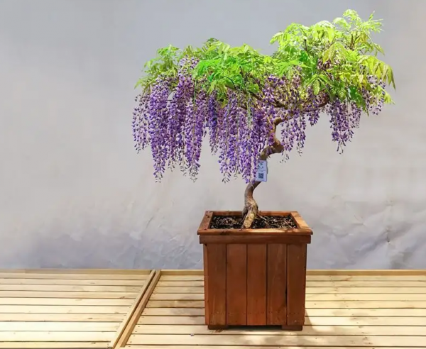 紫藤花什么时候种植