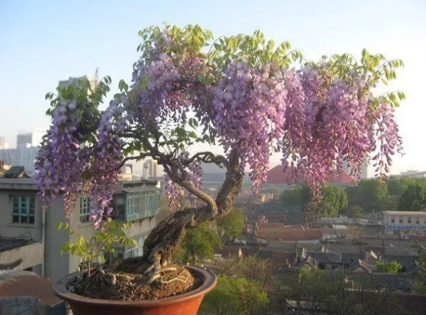 紫藤花什么时候种植