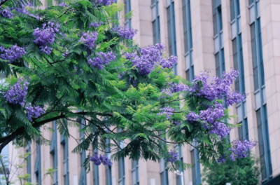 蓝楹花语是什么意思 蓝楹花的寓意和象征