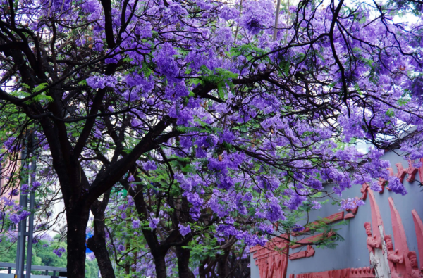 蓝楹花语是什么意思