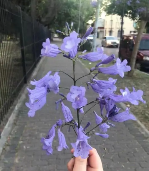 蓝楹花语是什么意思