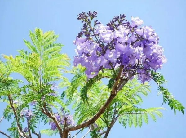 蓝楹花语是什么意思