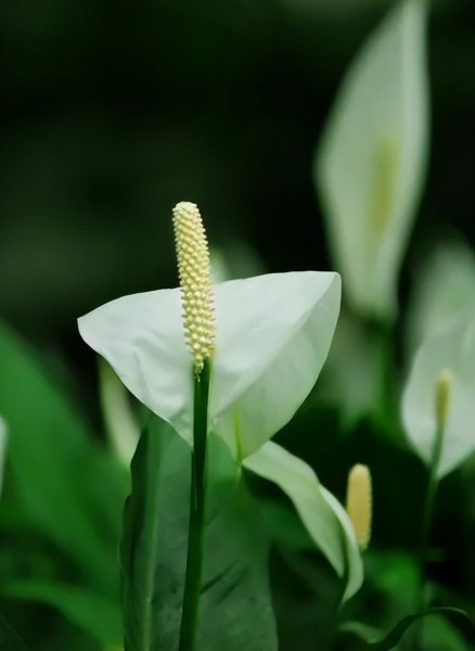 一帆风顺花语是什么