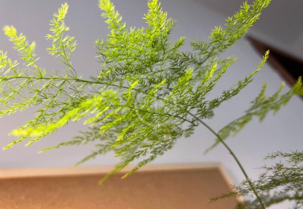 文竹花在家怎么养