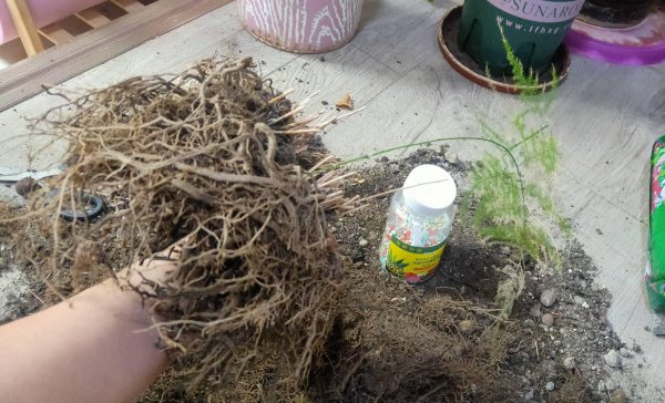 文竹花在家怎么养