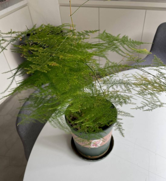 文竹花在家怎么养