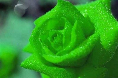 绿玫瑰花语是什么 绿玫瑰的寓意与传说