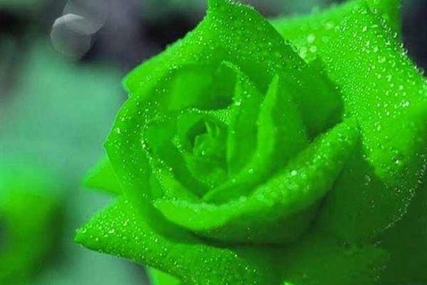 绿玫瑰花语是什么