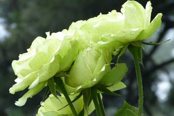 绿玫瑰花语是什么