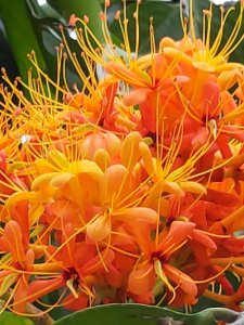 无忧花的花语是什么意思 无忧花的寓意与象征
