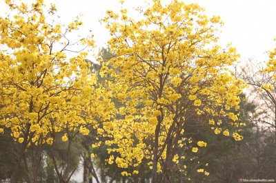 风铃花花语是什么 风铃花的象征和寓意