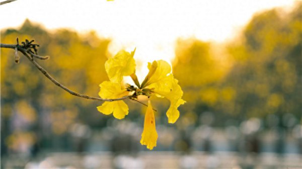 风铃花花语是什么