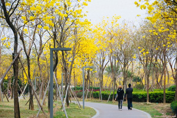 风铃花花语是什么