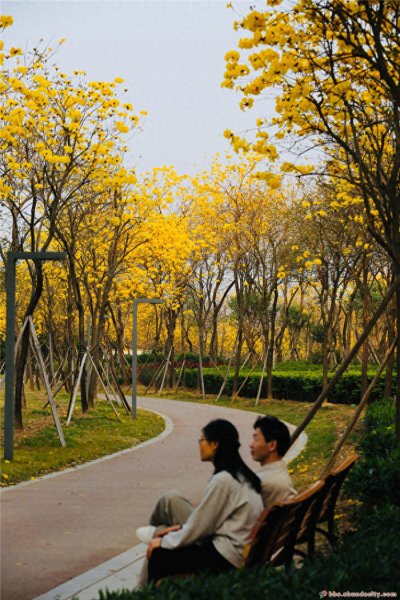 风铃花花语是什么