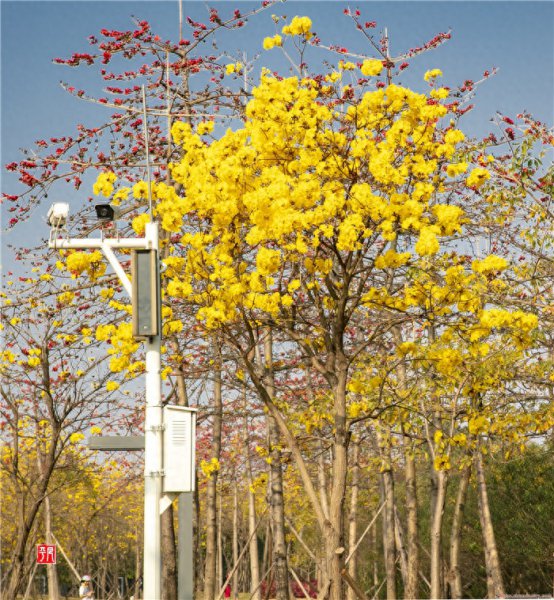 风铃花花语是什么