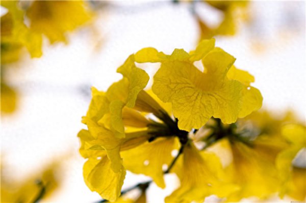 风铃花花语是什么