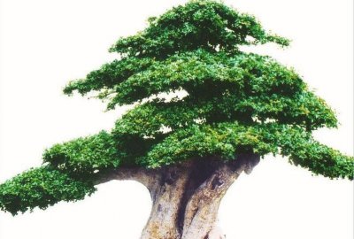 白蜡盆景用什么土好 盆景白蜡的养殖方法