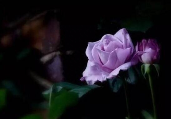 蔷薇花花语代表什么