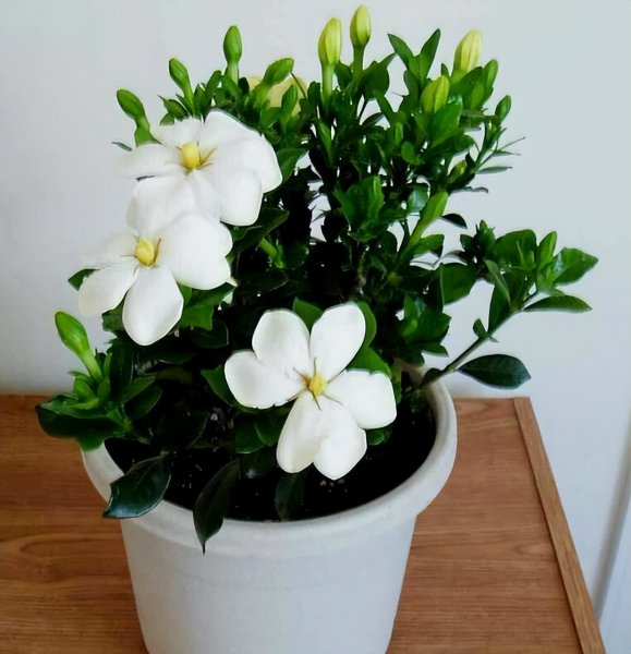 5月开什么花