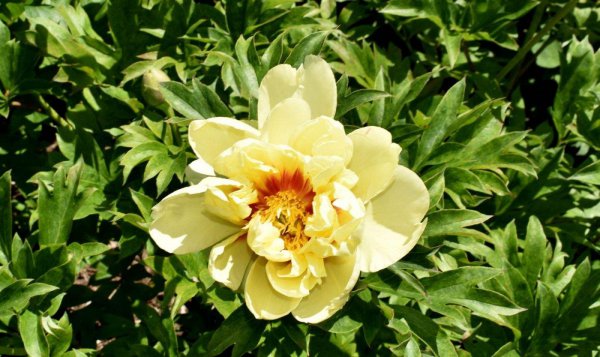 5月开什么花