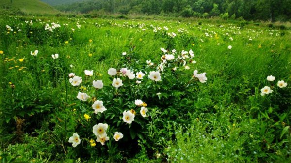 5月开什么花